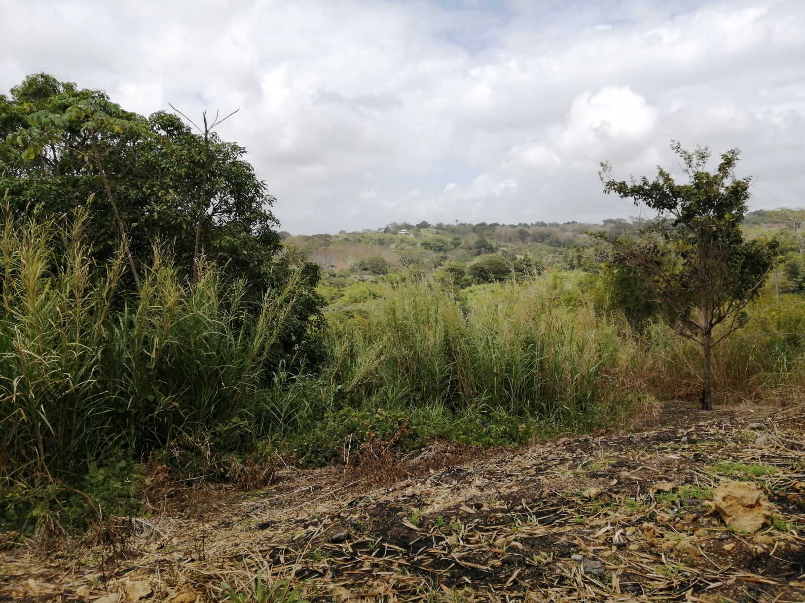 41 ACRES AGRICULTURAL - TORTUG..