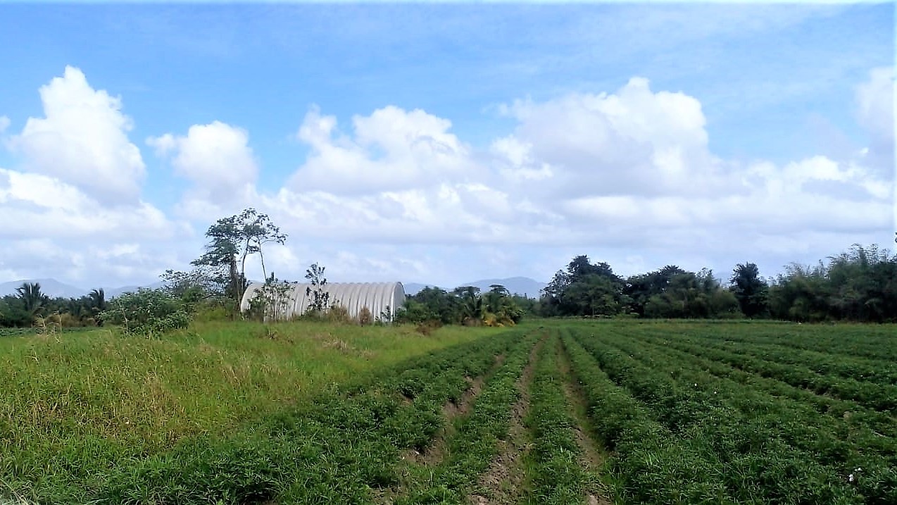 Cunupia 20 lots Agricultural l..