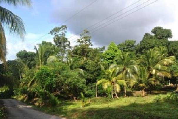 CREATE YOUR PONDEROSA AT MATUR..